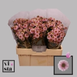 Chrysanthemum Krüsanteem Santini Doria Pink