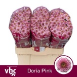 Chrysanthemum Krüsanteem SANTINI Doria Pink*25