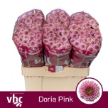 Chrysanthemum Krüsanteem SANTINI Doria Pink*25