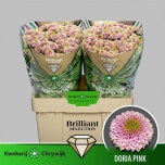 Chrysanthemum Krüsanteem SANTINI Doria Pink*25