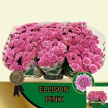 Chrysanthemum Krüsanteem SANTINI Ellison Pink*25