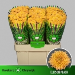 Chrysanthemum Krüsanteem SANTINI Ellison Peach*25