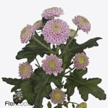 Chrysanthemum Krüsanteem SANTINI Ellison Sweet*25