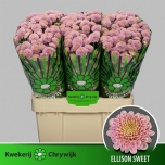 Chrysanthemum Krüsanteem SANTINI Ellison Sweet*25