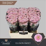 Chrysanthemum Krüsanteem SANTINI Ellison Sweet*25