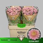 Chrysanthemum Krüsanteem SANTINI Ellison Sweet*25