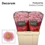 Chrysanthemum Krüsanteem SANTINI Ellison Sweet*25
