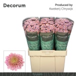 Chrysanthemum Krüsanteem SANTINI Ellison Sweet*25