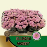 Chrysanthemum Krüsanteem SANTINI Ellison Sweet*25