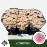 Chrysanthemum Krüsanteem SANTINI Ellison Sweet*25