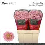 Chrysanthemum Krüsanteem SANTINI Ellison Sweet*25