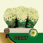 Chrysanthemum Krüsanteem SANTINI Ferry*25