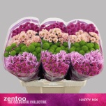 Chrysanthemum Krüsanteem SANTINI Happy MIX*25