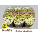 Chrysanthemum Krüsanteem SANTINI Madiba Brilliant Bright MIX*25