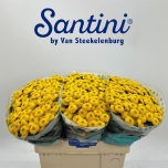 Chrysanthemum Krüsanteem SANTINI Maverick Sunny*25