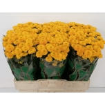 Chrysanthemum Krüsanteem SANTINI Maverick Sunny*25