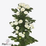 Chrysanthemum Krüsanteem SANTINI Pizarro*25