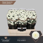 Chrysanthemum Krüsanteem SANTINI Pizarro*25