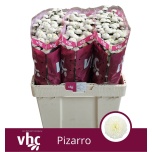 Chrysanthemum Krüsanteem SANTINI Pizarro*25