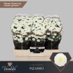 Chrysanthemum Krüsanteem SANTINI Pizarro*25