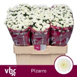 Chrysanthemum Krüsanteem SANTINI Pizarro*25