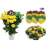 Chrysanthemum Krüsanteem SANTINI Pompon MIX*25