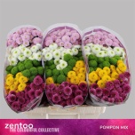 Chrysanthemum Krüsanteem SANTINI Pompon MIX*25