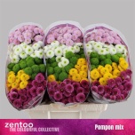 Chrysanthemum Krüsanteem SANTINI Pompon MIX*25