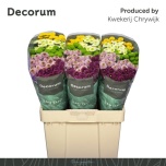 Chrysanthemum Krüsanteem SANTINI Pompon MIX*25