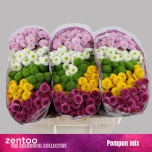 Chrysanthemum Krüsanteem SANTINI Pompon MIX*25