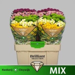 Chrysanthemum Krüsanteem SANTINI Pompon MIX*25