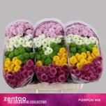 Chrysanthemum Krüsanteem SANTINI Pompon MIX*25