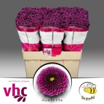 Chrysanthemum Krüsanteem SANTINI Purpetta*25