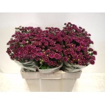 Chrysanthemum Krüsanteem SANTINI Purpetta*25