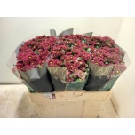 Chrysanthemum Krüsanteem SANTINI Purpetta*25