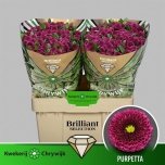 Chrysanthemum Krüsanteem SANTINI Purpetta*25