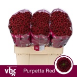 Chrysanthemum Krüsanteem SANTINI Purpetta Red*25
