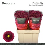 Chrysanthemum Krüsanteem SANTINI Purpetta Red*25