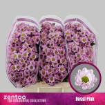 Chrysanthemum Krüsanteem SANTINI Rossi Pink*25