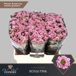 Chrysanthemum Krüsanteem SANTINI Rossi Pink*25