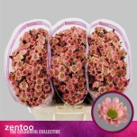 Chrysanthemum Krüsanteem SANTINI Rossi Smokey*25