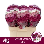 Chrysanthemum Krüsanteem SANTINI Sweet Dream MIX*25