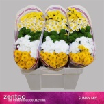 Chrysanthemum Krüsanteem SANTINI Sunny MIX*25