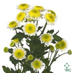 Chrysanthemum Krüsanteem SANTINI Sun Up*25