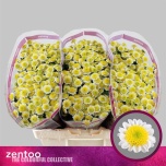 Chrysanthemum Krüsanteem SANTINI Sun Up*25