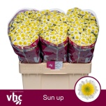 Chrysanthemum Krüsanteem SANTINI Sun Up*25