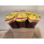 Chrysanthemum Krüsanteem SANTINI Sun Up*25