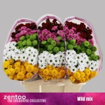 Chrysanthemum Krüsanteem SANTINI Wild MIX*25