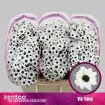 Chrysanthemum Krüsanteem SANTINI Yin Yang*25