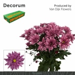 Chrysanthemum Krüsanteem SP Stellini*5